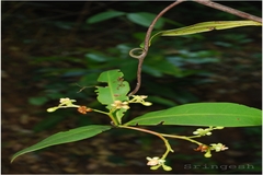 Ancistrocladus heyneanus